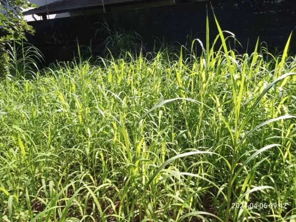 Imagem LOTE DE TERRENO BAIRRO JARDIM OLARIA - CARAGUATATUBA