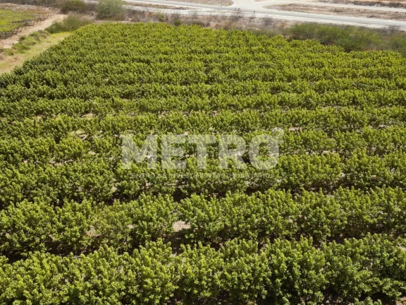 Imagem Lote de 15 hectares, escriturado e quitado na CODEVASF, PETROLINA - PE