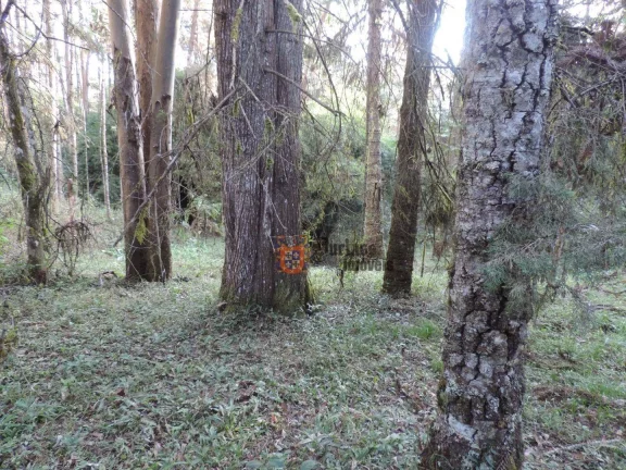 Imagem Sítio com 2 dormitórios à venda, 1000000 m² por R$ 28.000.000,00 - Dos Marmelos - Campos do Jordão/SP