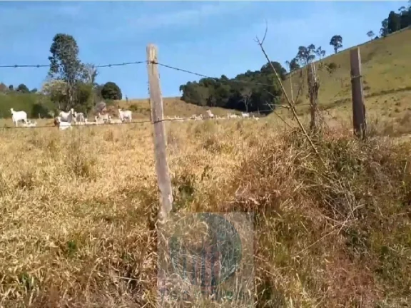Imagem Sítio planta café 22,34 alqueires, terra vermelha, casa, água, galpão - Zona Rural - Biguatinga l de Minas Gerais
