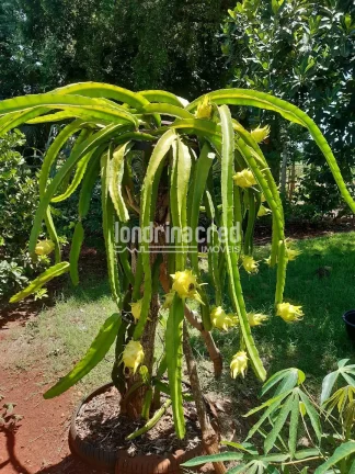 Imagem Chácara no Condomínio Piapara em Alvorada do Sul com 2.260m², 3 quartos, árvores frutíferas, café em produção, área cimentada e muito verde!