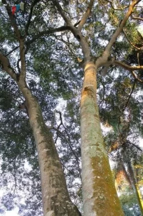 Imagem Chácara Chácara em Santuário, Tatuí/SP