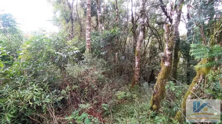 Imagem Terreno para Venda em São José dos Pinhais, Campestre da Faxina