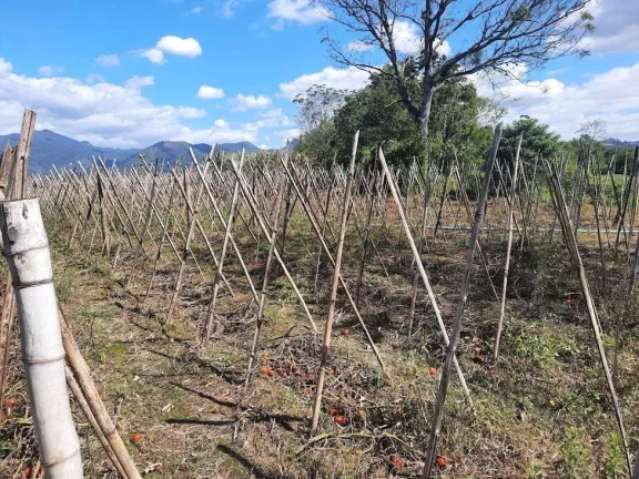Imagem Terreno à Venda, Plano, Nível da Rua, com 11.089 m2. Sul do Rio, Santo Amaro da Imperatriz, SC