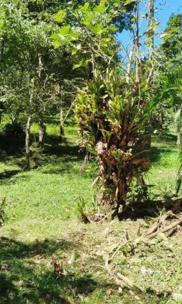 Imagem Terreno Comercial para Venda em Nova Friburgo, Mury, 1 dormitório, 1 banheiro, 3 vagas