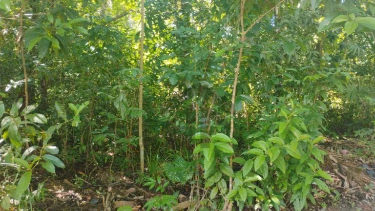 Imagem Terreno de 10.700m² à venda, localizado em Enseada dos Corais, Cabo de Santo Agostinho - Pernambuco.