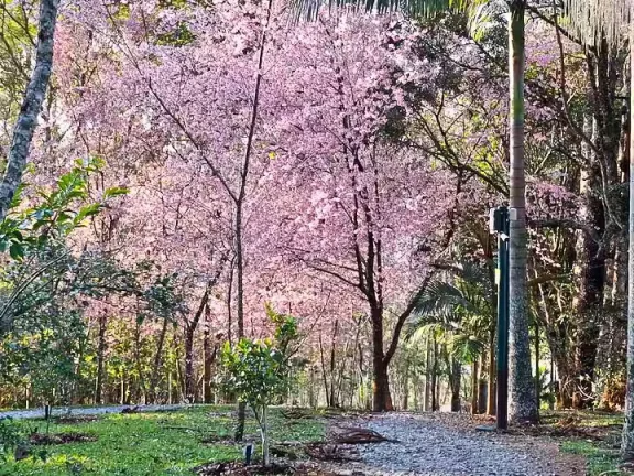 Imagem Onde a Sofisticação das 4 Suítes encontra o Som das Cachoeiras