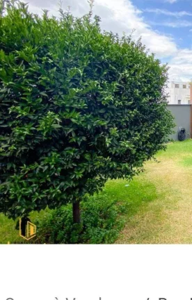 Imagem Casa de 4 Quartos, Bairro Trevo