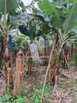 Imagem SI-25254 - SÍTIO À VENDA EM SETE BARRAS-SP