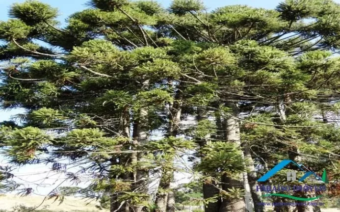 Imagem Seu refúgio na Serra da Mantiqueira: Terreno no Condomío Vila Tertúlia.