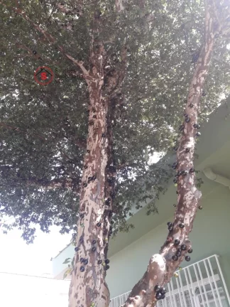 Imagem VENDA EXCELENTE CASA TOTALMENTE TERREA NA MOOCA. Toda reformada!