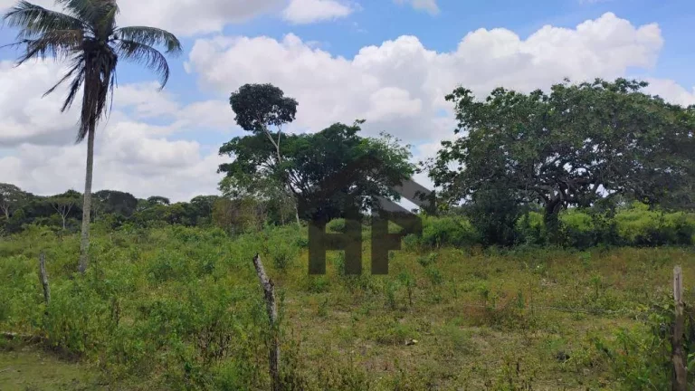 Imagem Terreno à Venda, 5.000 m² em Centro - Paudalho