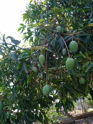 Imagem CHÁCARA FRUTÍFERA COM 1.400 M2 A VENDA NO BAIRRO BOA VISTA DO SILVA - BRAGANÇA PAULISTA