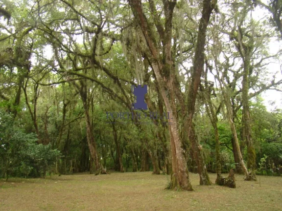 Imagem CHÁCARA EM CAMPO LARGO COM 8.655,80M2.
Belíssima Chácara com 8.655,80 m2,localizada em região no...