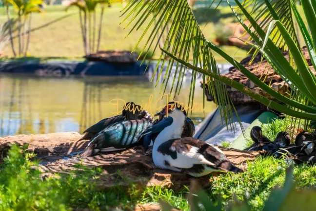 Imagem Lote à venda no Residencial Damha
