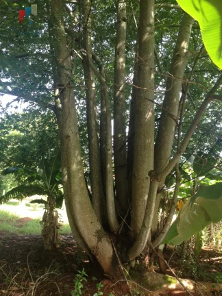 Imagem Sítio à venda no bairro Mirandas - Tatuí/SP