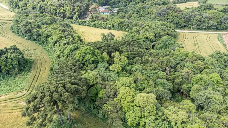 Imagem Chácara com 6 alqueires em Campo Magro