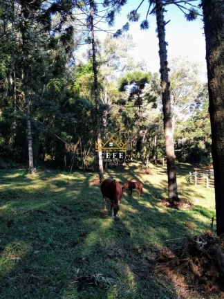Imagem Sala Comercial à Venda, 790 m² em Centro - Morro Reuter