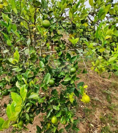 Imagem CHÁCARA JARDIM CANANÉIA