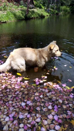 Imagem Chácara com 3 dormitórios à venda, 2000 m² por R$ 650.000 - Zona Rural - Nazaré Paulista/SP
