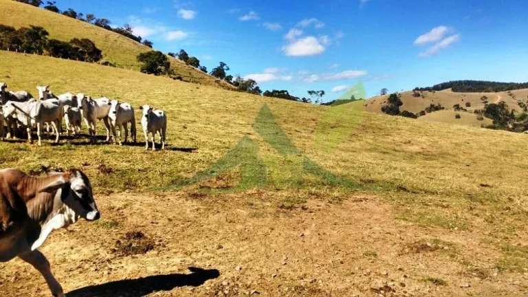 Imagem FAZENDA GADO NELORE COM 100 ALQUEIRES em Cambui MG