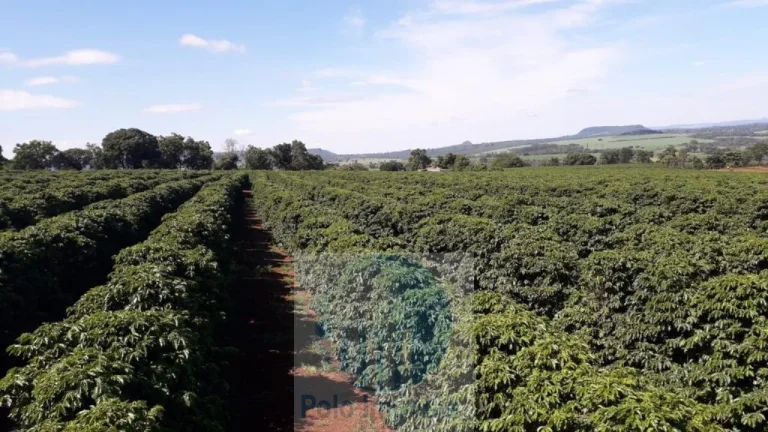 Sítio com 79 mil pés de Café, 11 alqueires com estrutura e terreirão em São Sebastião do Paraíso - Minas Gerais.
