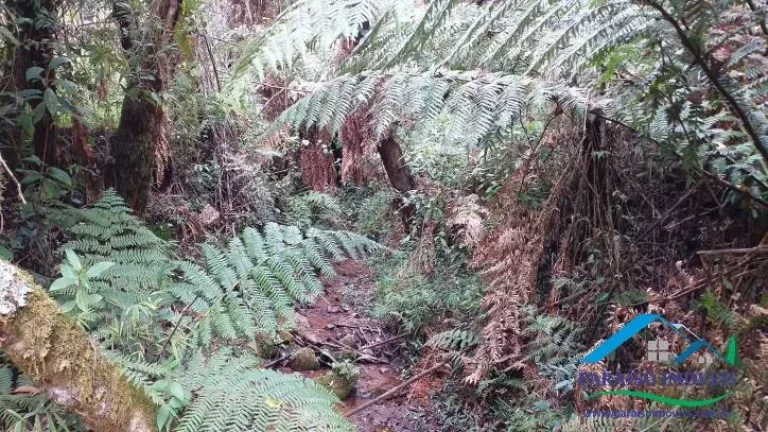 Imagem Paraíso Ecológico na Serra da Mantiqueira: Fazenda com 38,72 hectares!