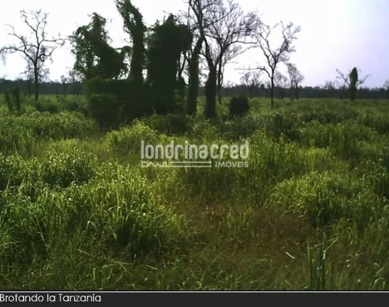 Imagem Fazenda à Venda no Paraguai por 900 dólares por hectare com Alto Potencial Pecuário