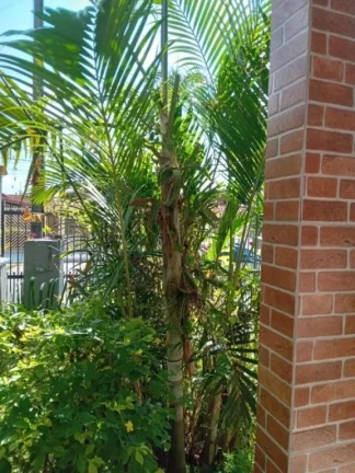 Imagem Casa à Venda em Florida, São Paulo - SP