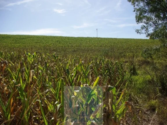 Imagem SÍTIO A VENDA 66,5 HECTARES para GRÃOS E GADO, JACUÍ MG