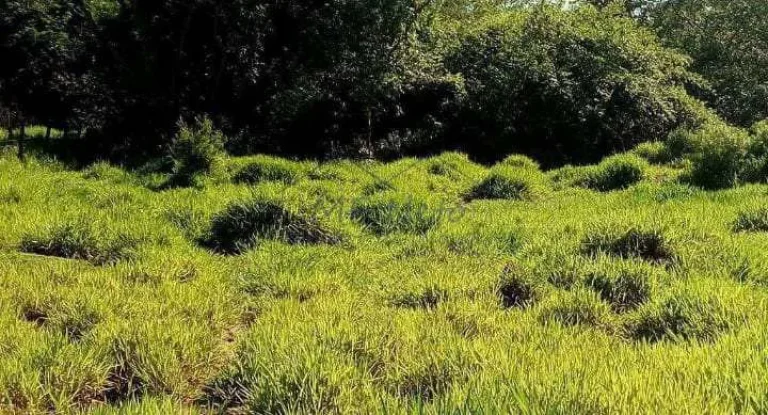 Imagem Terreno Padrão