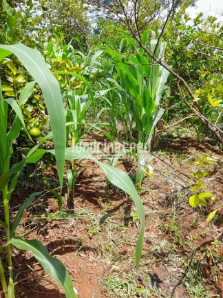 Imagem Chácara à venda 525M², Zona Rural, Ibiporã - PR
