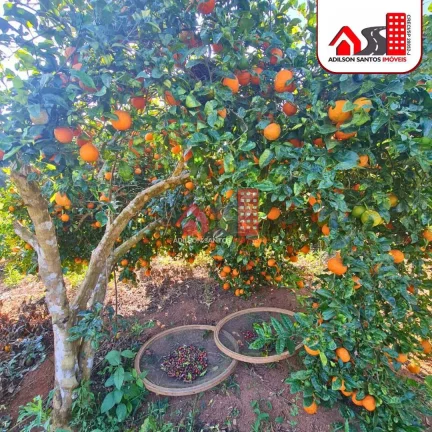 Imagem Sítio com 2 dorms, Santo Aleixo Juruaia, Juruaia - R$ 980 mil, Cod: 197