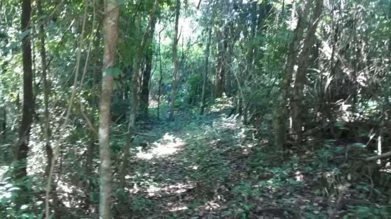Imagem Propriedade Rural de 10 Mil Metros em Morro do Alto, Itapetininga - SP