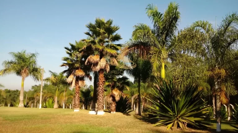 Imagem SITIO RURAL em RAFARD - SP, RURAL