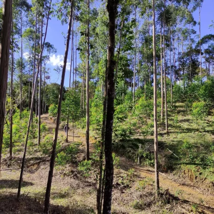 Imagem Área Rural, Terreno Rural, Chácara, Sítio, Pirabeiraba