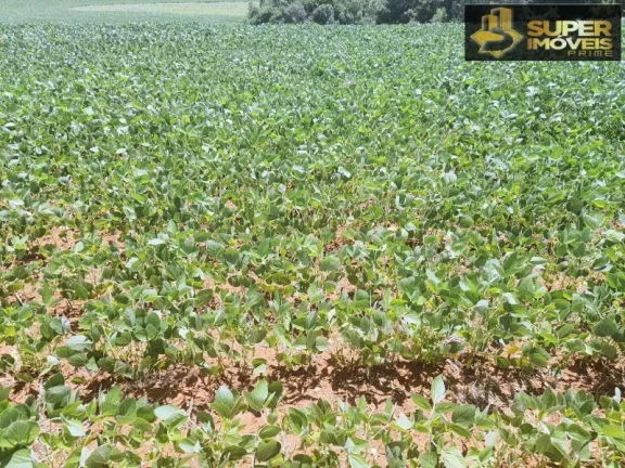 Imagem Fazenda de Excelência no RS 2.100 hectares Cachoeira do Sul