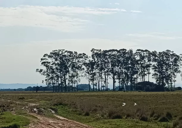 Imagem Fazenda à Venda – 583 Hectares – Viamão/RS