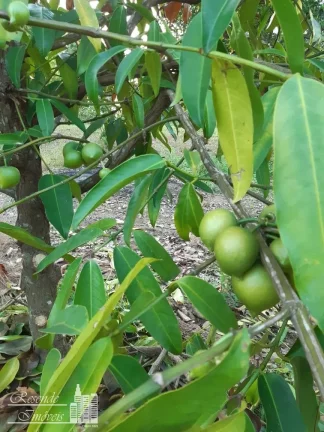 Imagem TERRENO A VENDA NO CENTRO