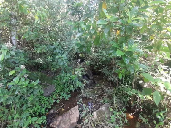 Imagem Fazenda à venda em Barbacena, Correia de Almeida, com 4 quartos, 53ha