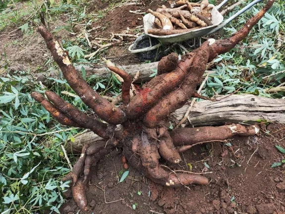 Imagem CH - 24110 - CHÁCARA EM CAÇAPAVA COM 4 QUARTOS