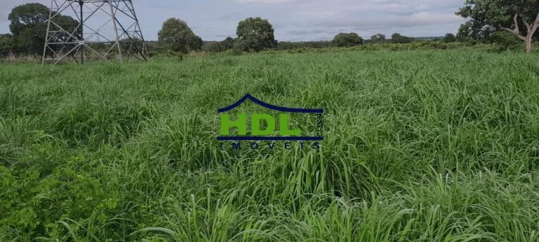 Imagem Fazenda 240 Alqs Dupla Aptidão em Peixe TO