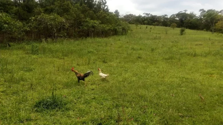 Imagem Terreno no Jardim Silveira - Marsilac