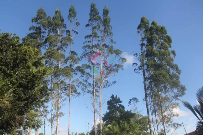 Imagem SÍTIO EM TRANCOSO - PORTO SEGURO - BAHIA