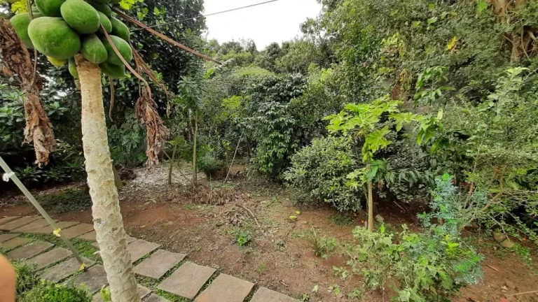 Imagem Chácara com 3 dormitórios à venda, 630 m² por R$ 499.000,00 - Caxangá - Suzano/SP