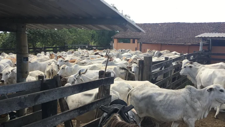 Imagem Vendo em Araruama fazenda 52 alqueires E 350 cabeças de gados.