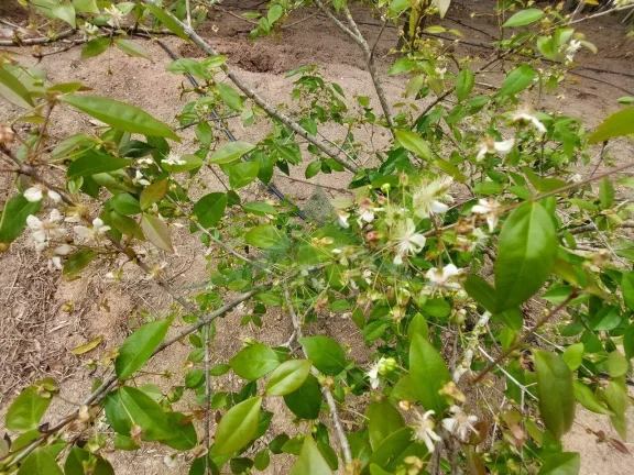 Imagem Terreno no Rancho Maringá - Oportunidade para Criar sua Chácara dos Sonhos