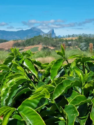 Imagem FAZENDA RURAL em DOMINGOS MARTINS - ES, DOMINGOS MARTINS