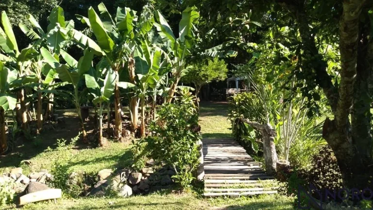 Imagem Casa no campo. Chácara para quem aprecia a natureza, mata nativa, riacho