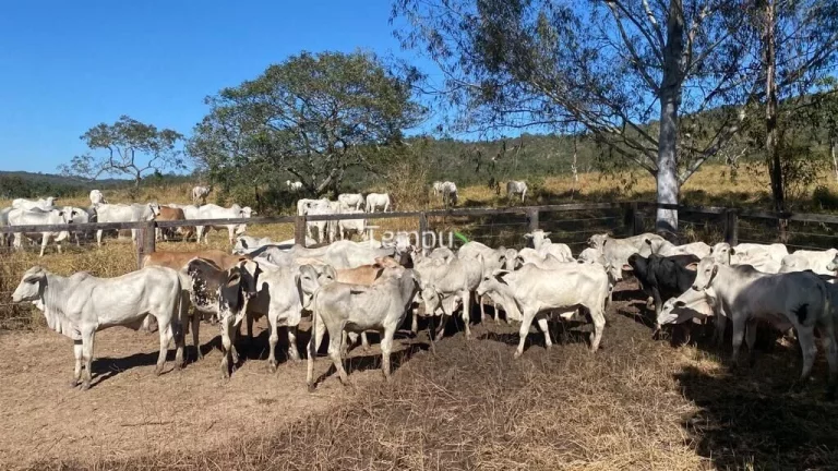 Imagem Fazenda zona Rural São Miguel do Passa Quatro, 175 ha, - GO, 36,1 Alqueires